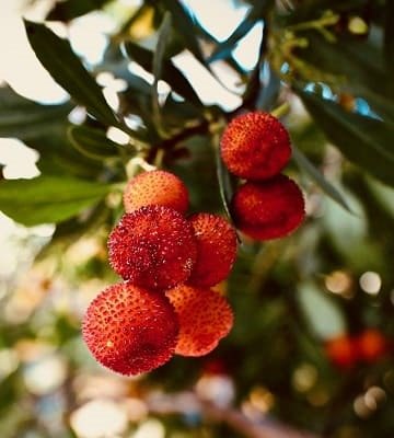 fruits arbousier