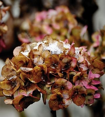 hortensia hiver