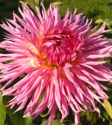 dahlia cactus colorama