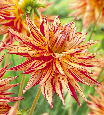 dahlia cactus marcanti