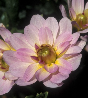dahlia à fleur de camélia prestance