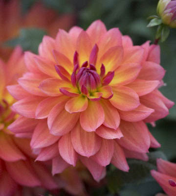 dahlia nain tricolore