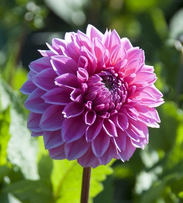 Dahlia Varietes Plantation Et Entretien Truffaut