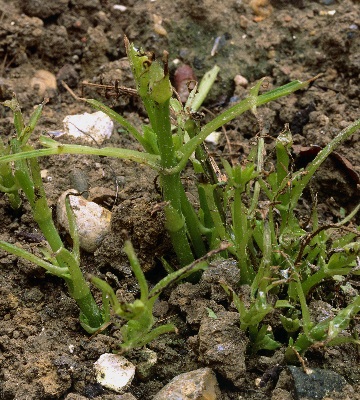 attaques limaces dahlia