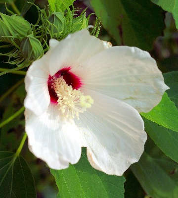 hibiscus blanche 