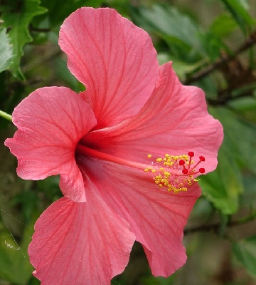 hibiscus rose
