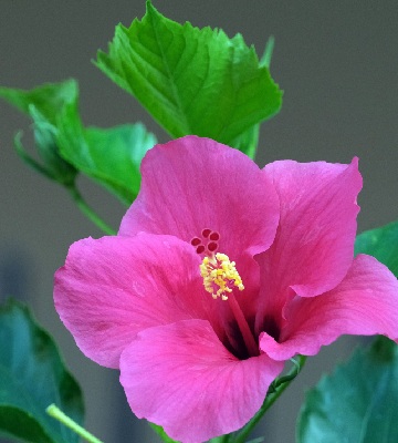 L’hibiscus rosa-sinensis 