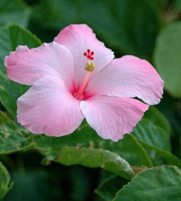 hibiscus rose