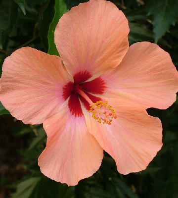 hibiscus orange