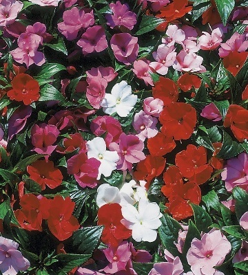 Impatiens hawkeri