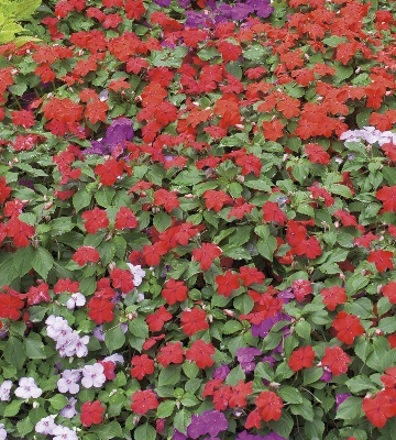 Impatiens walleriana