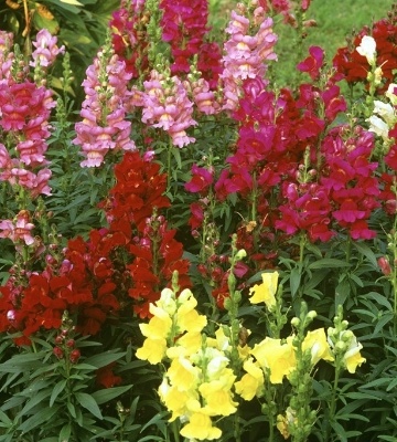 Graines De Muflier Haut Mélange - Sachet De 0,5g, Plante Annuelle Pour Bordures Et Fleurs Coupées, Floraison De Juillet à Octobre