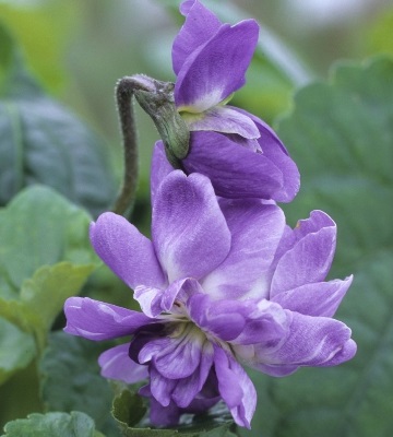 violette de parme