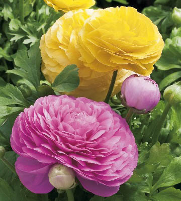 100 pcs fleurs Ranunculus renoncule persian Pour Maison & Jardin Plantes Bricolage Persian Buttercup semences Livraison gratuite bulbes de fleurs