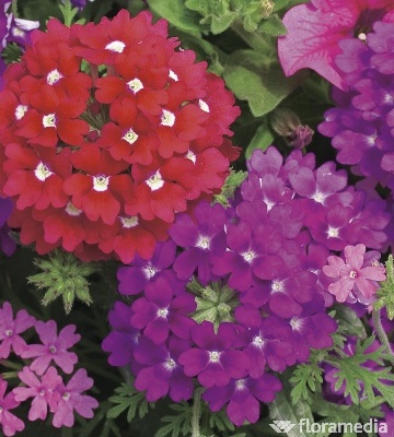 Verveine Des Jardins Naine Compacte Batlle - Plante Vivace Pour Pots, Bordures Et Bouquets - Coloris Vert