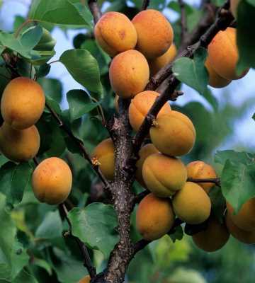arbre fruitier abricotier