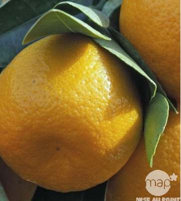 Citrus citrofortunella