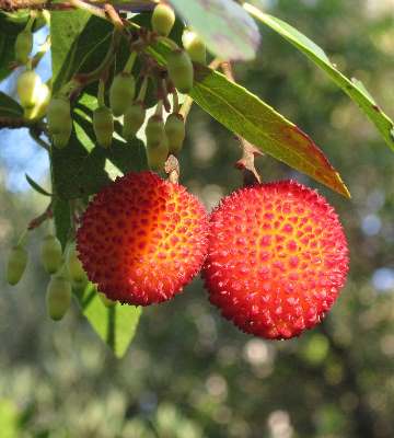 fruits arbousier