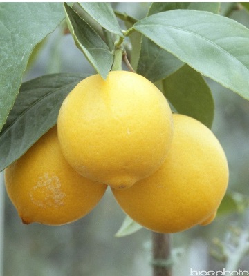 variete citronnier meyer