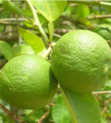 Variété citronnier vert