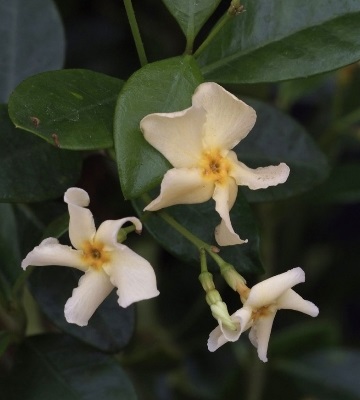 trachelospermum jasminoides star of toscane