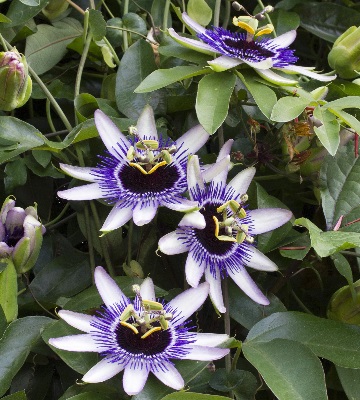 passiflora silly cow