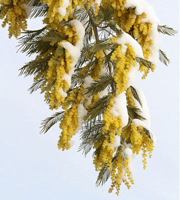 mimosa neige