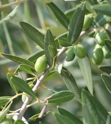 planter olivier