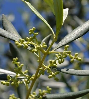 fleurs olive