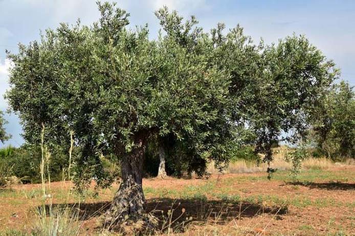 L'olivier est l'arbre représentatif de la région méditerranéenne