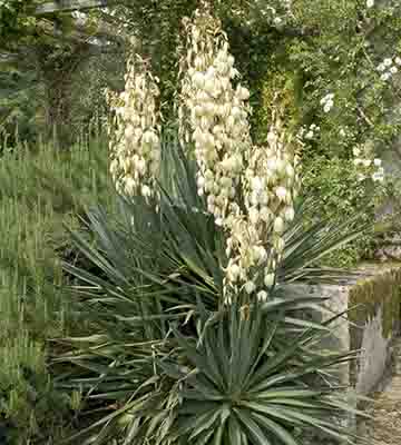 fleur yucca