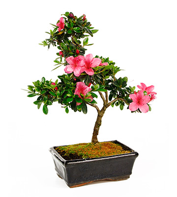 azalée bonsai fleurs