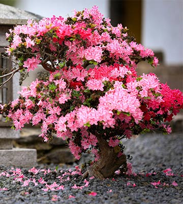floraison bonsai azalée