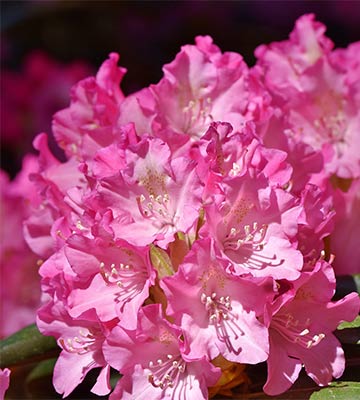 Rhododendron rose fushia