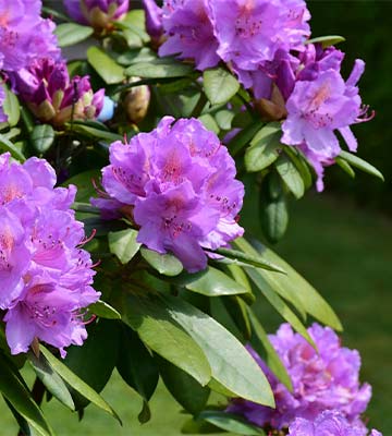 rhododendron violet