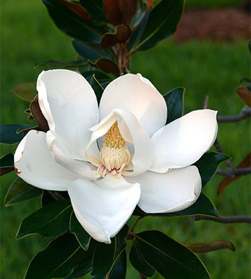 magnolia persistant