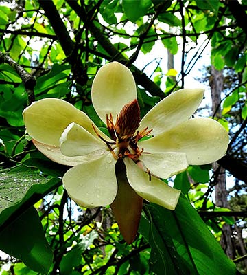 magnolia Delavayi