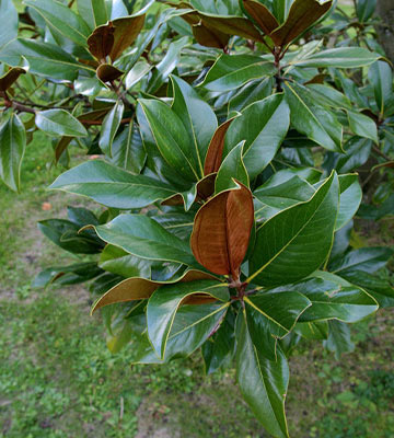 feuilles magnolias
