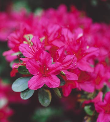 Rhododendron roses. 