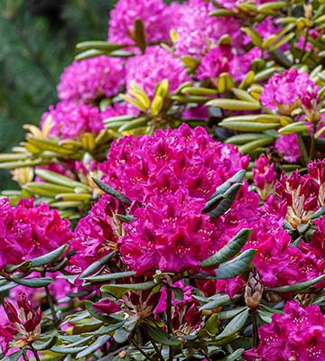rhododendron fleurs