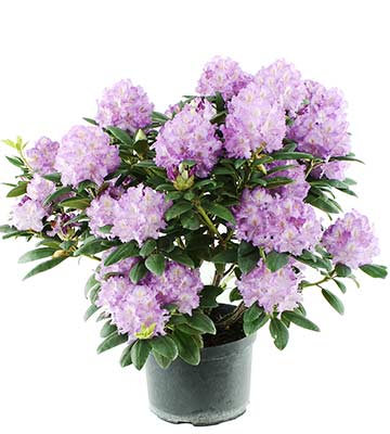 rhododendron pot