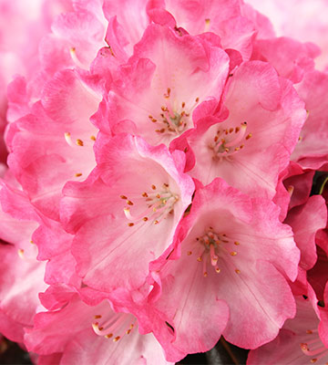 Rhododendron en pot 