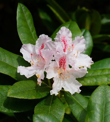 fleurs rhododendron