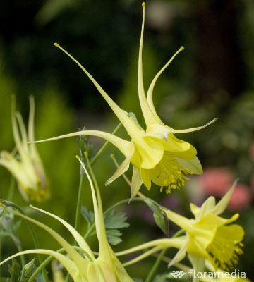Ancolie 'Yellow Queen' (Aquilegia chrysantha)