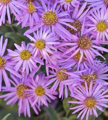 Aster ideal