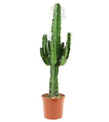 cactus euphorbia erythrea