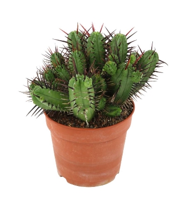euphorbe cactus pentagona