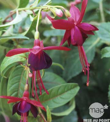Fuchsia grimpant ‘Lady Boothby’ 