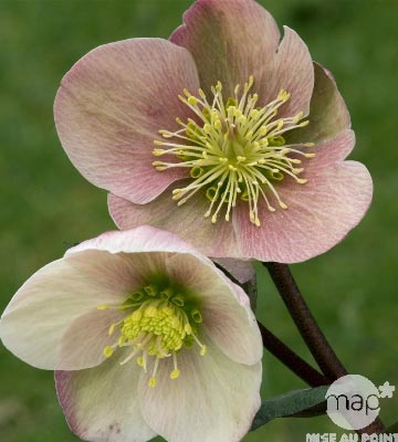 Hellébore ‘Pink Frost’