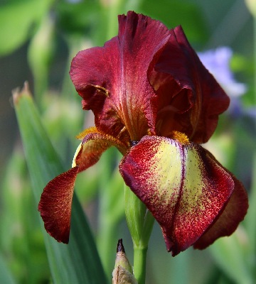 plantation iris jardin
